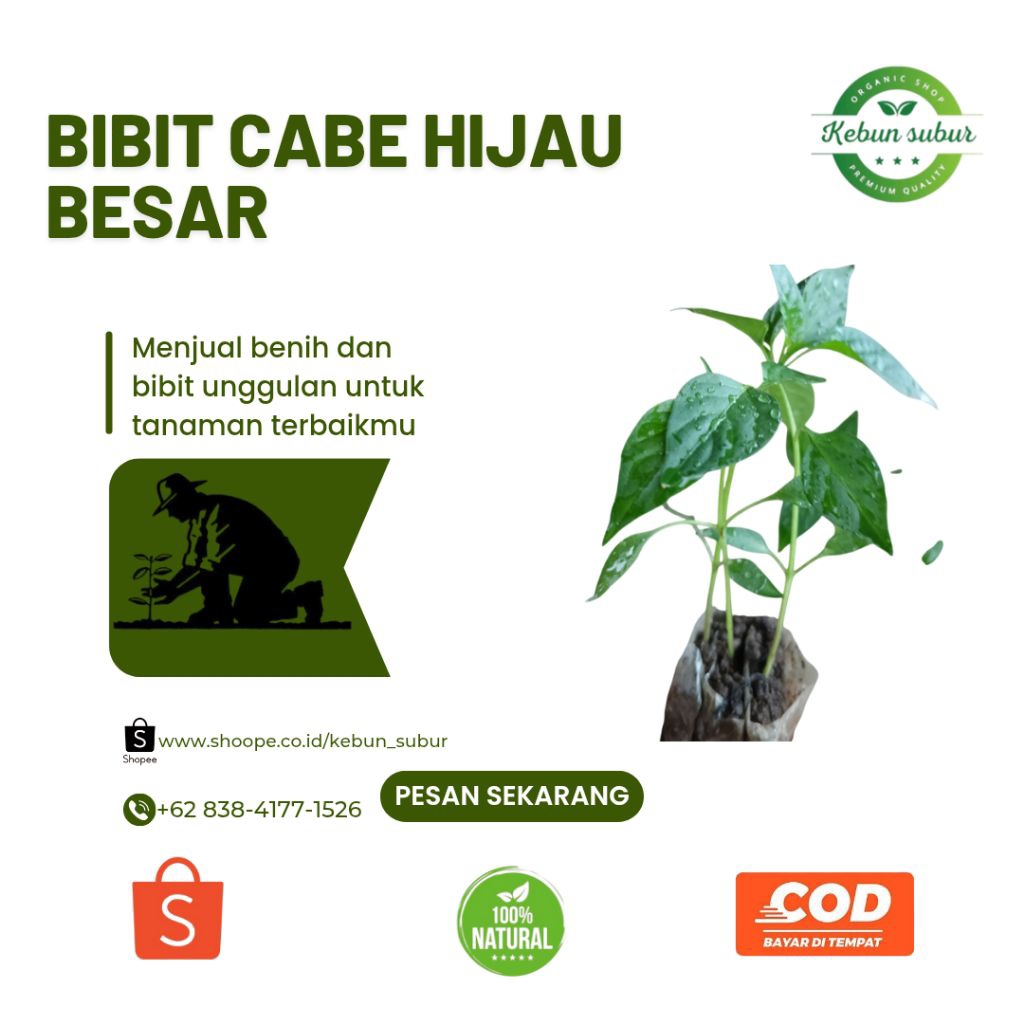 KEBUN_SUBUR - Bibit Cabe Hijau BESAR Siap Tanam