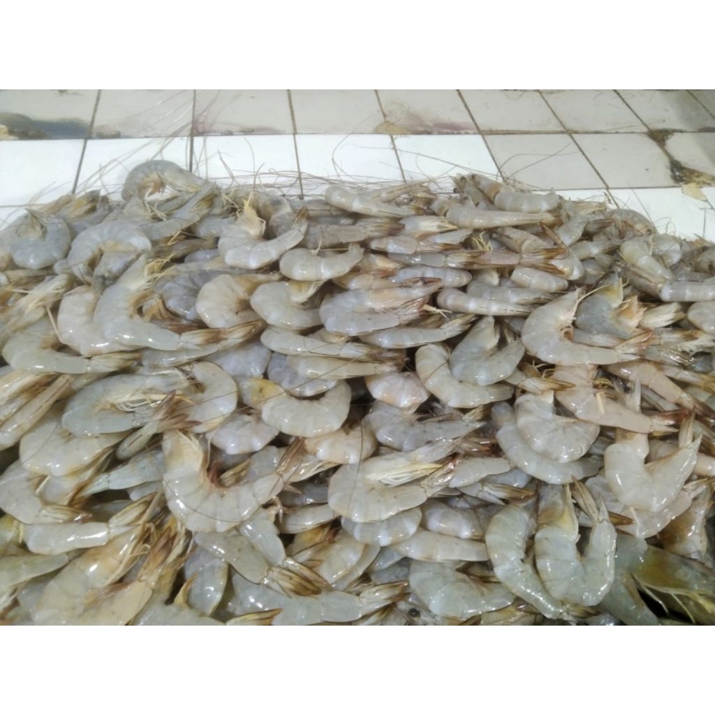 

Udang Peci Segar size 30-35 1 kg