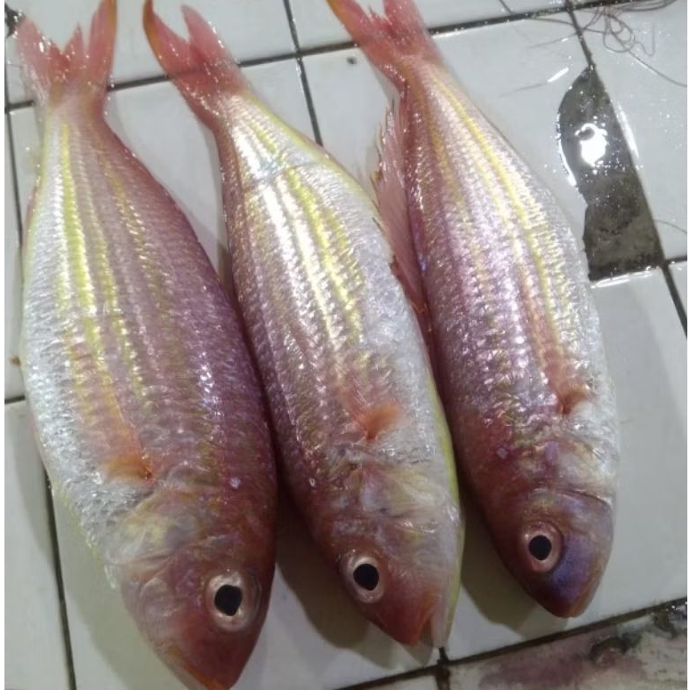 

ikan Kurisi / Ikan kerisi segar fresh 1 kg