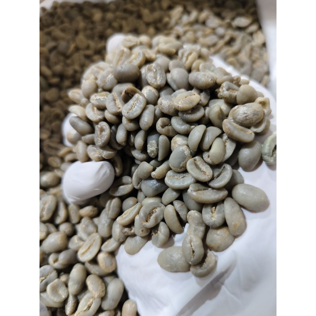 

Kopi Luwak Liar Biji Mentah Arabica Aceh Gayo Kualitas Ekspor 500gr