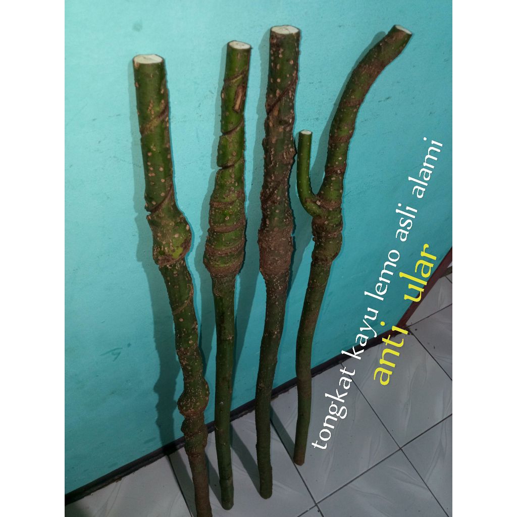 tongkat kayu lemo alat bantu jalan asli alami alam motip alam uril kayu lemo anti ular