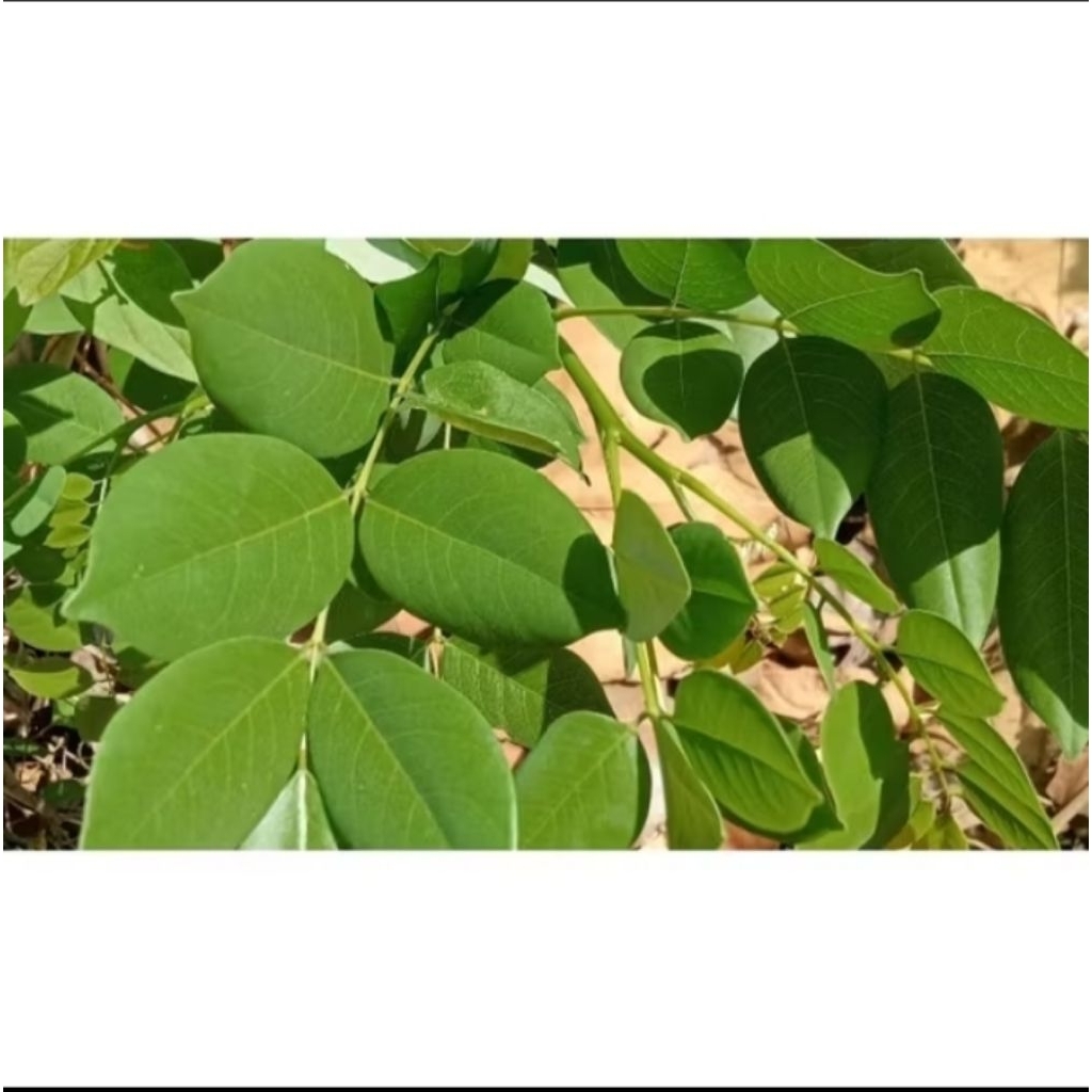 

250gr DAUN GAMAL herbal fresh / daun cleresede segar / daun johar putih