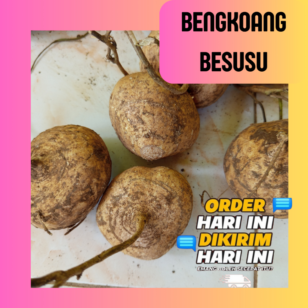 

[5 KG-an] BENGKOANG ORGANIK BUAH SEGAR MANIS BESUSU KERING BENGKUANG KEBUMEN DARI KEBUN COCOK UNTUK CAMILAN BUAH BUAHAN DAN SAYURAN