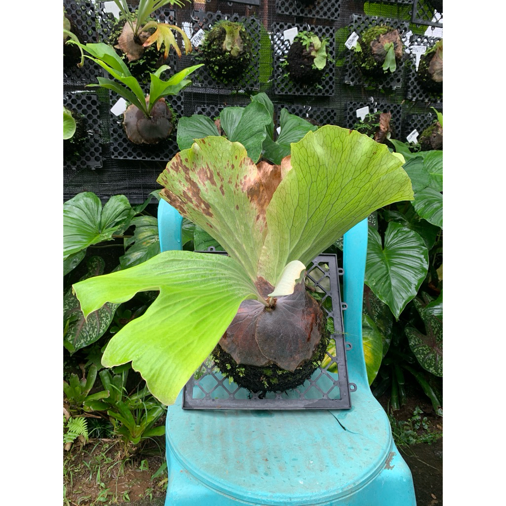 anakan platycerium neptune