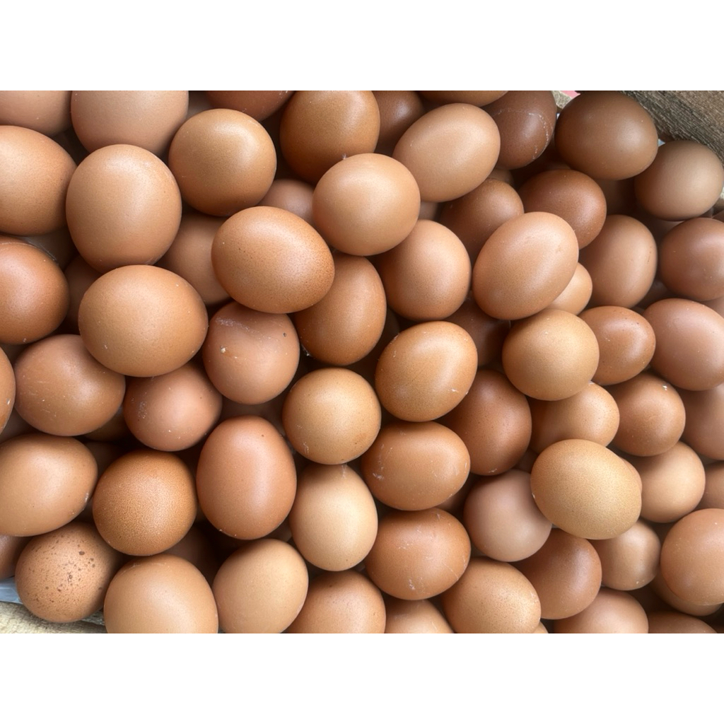 

telur omega