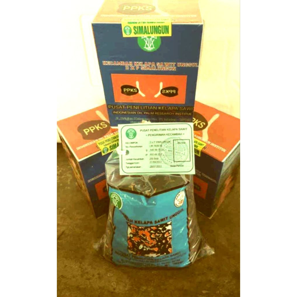 Kecambah Benih Kelapa Sawit PPKS DXP Simalungun berkecambah fresh unggul