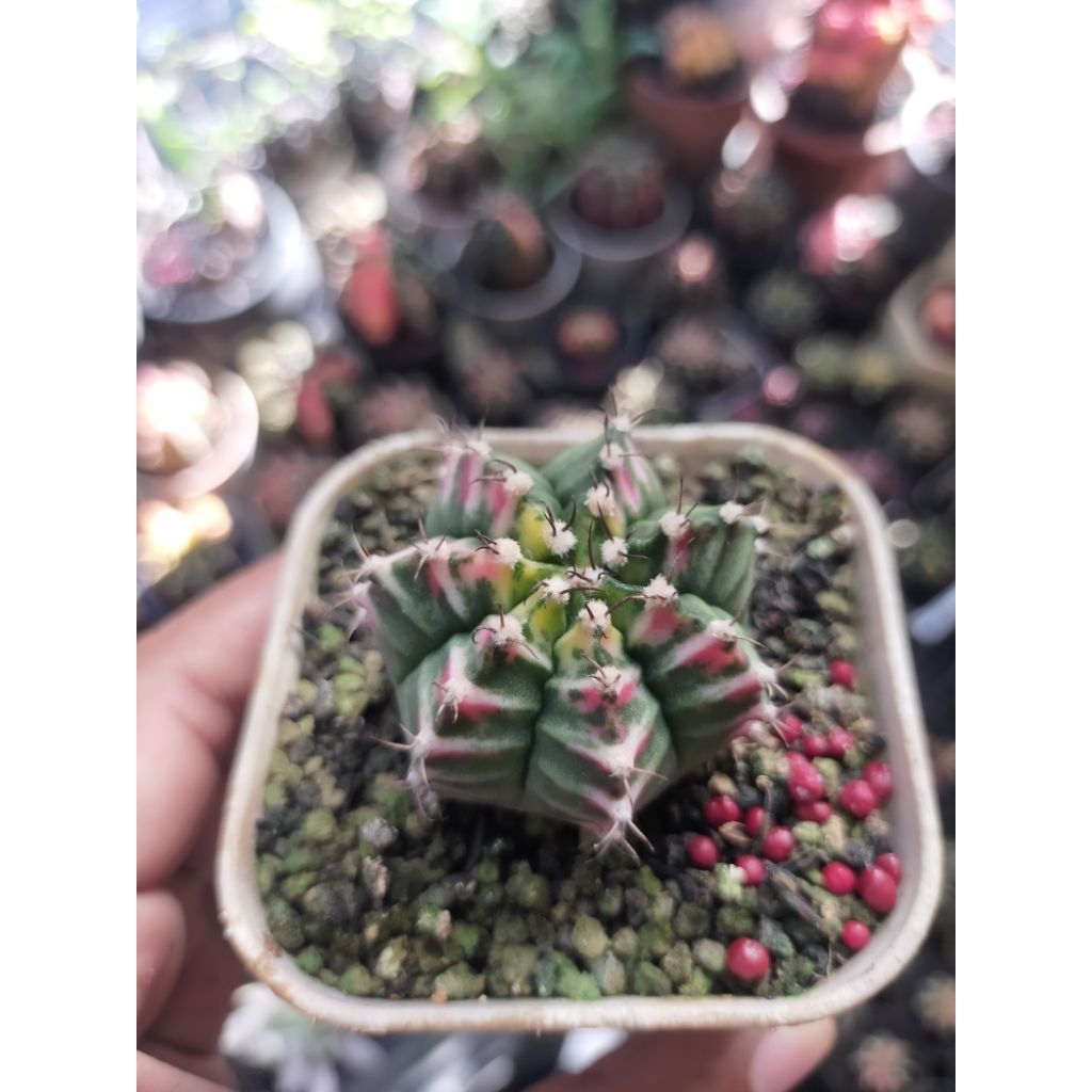 Gymnocalycium Mihanovichii Pink Diamond Hybrid