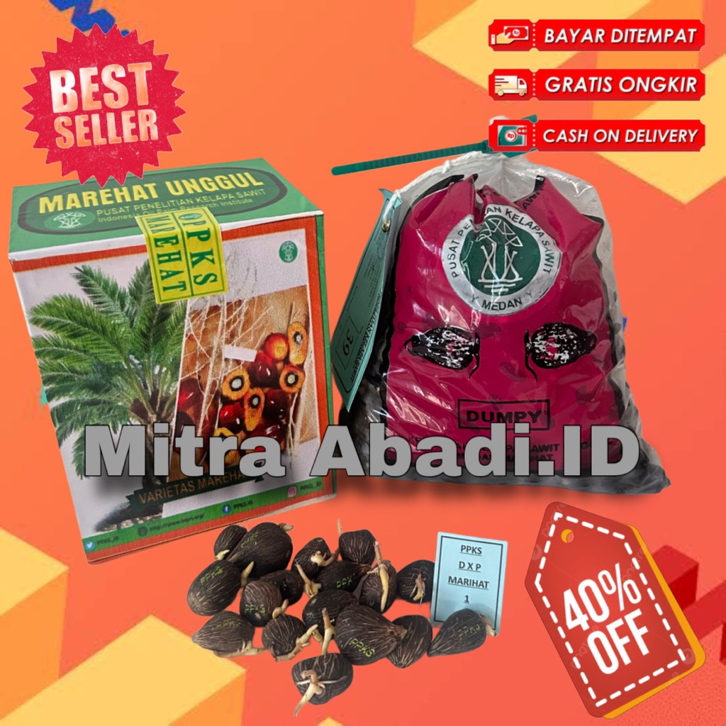 BENIH KECAMBAH POLONG SAWIT DXP PPKS MARIHAT UNGGUL ASLI MEDAN 2 kotak free sertifikat