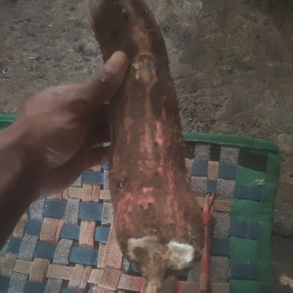 

singkong mentega 1kg pulen