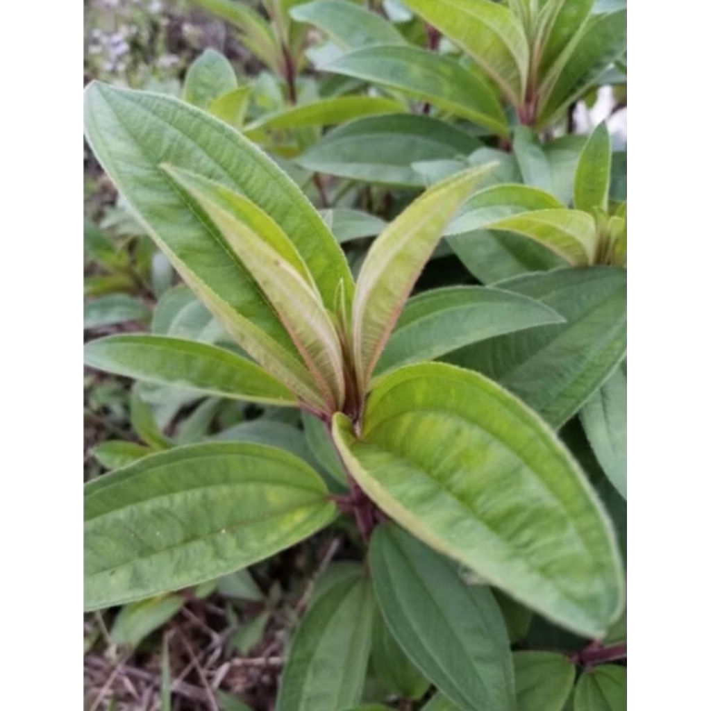 

DAUN HARENDONG/ DAUN SENGGANI SEGAR 1 kg