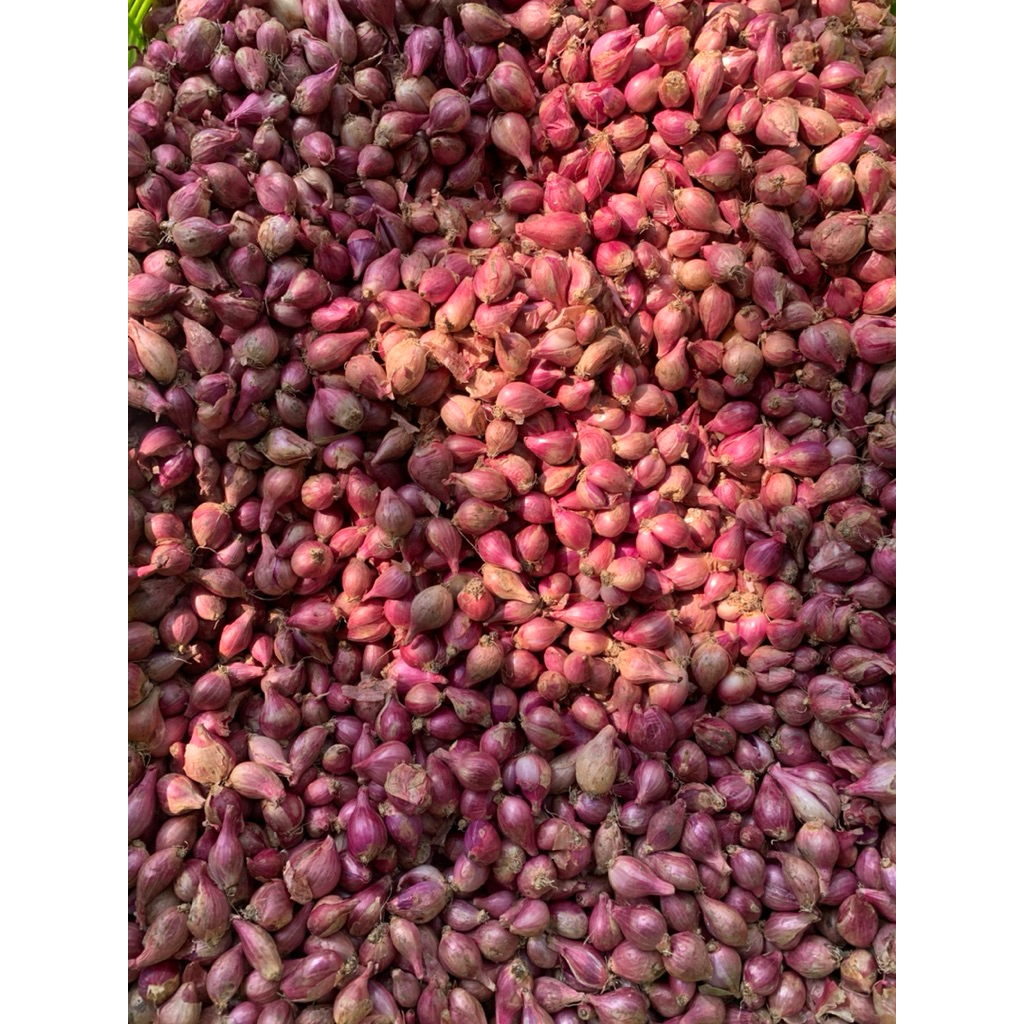 

GROSIR!!! (Super 1Kg) Bawang Merah Lokal Nganjuk Kering Bamer Termurah Berkualitas