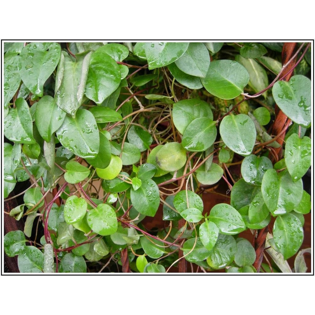 

Daun binahong hijau 500 gr segar