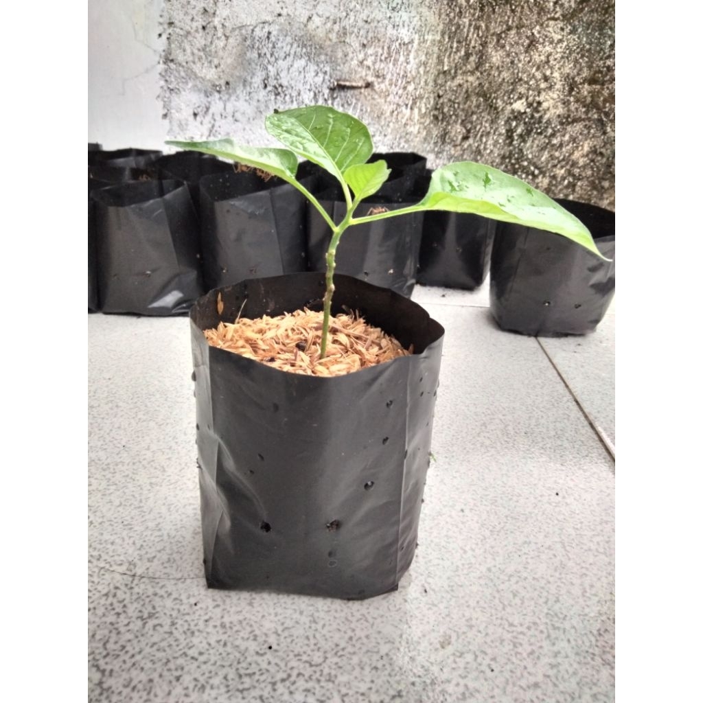 

TANAMAN CABAI MERAH/BIBIT CABAI/CABE RAWIT/CENGEK 1POT