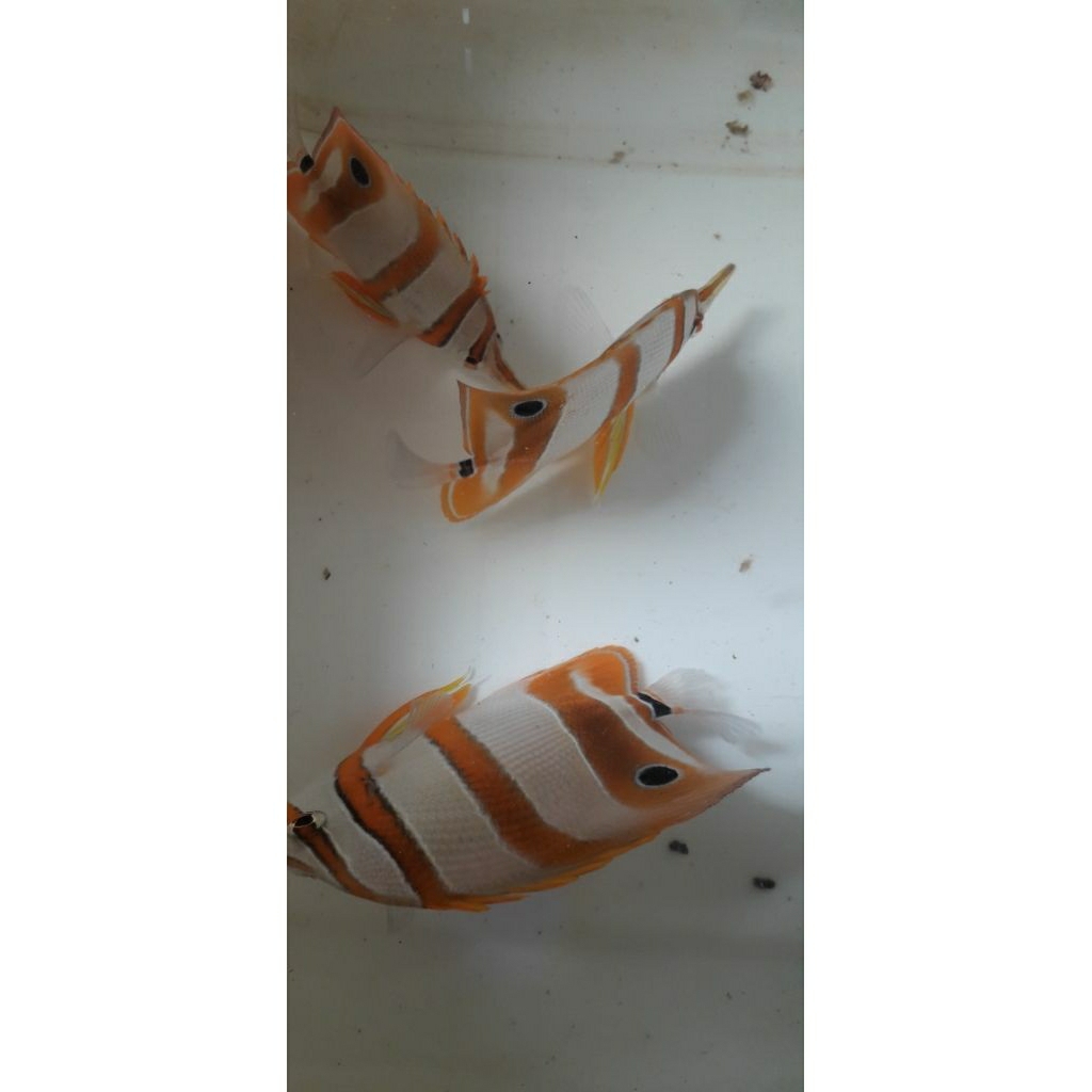 

PAKET IKAN HIAS LAUT