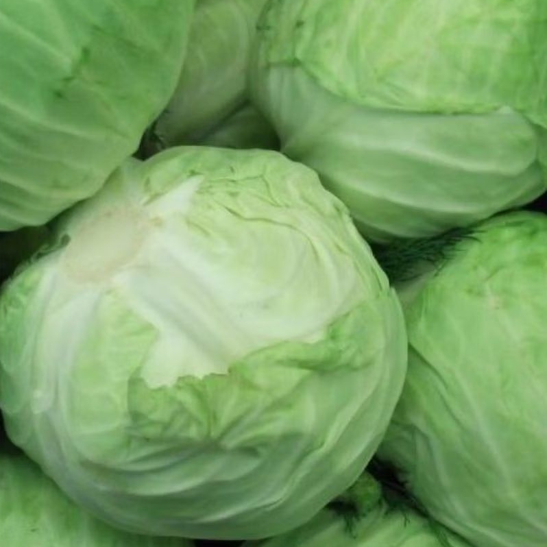 

INSTAN KOTA JAMBI Sayur Kol 500gr