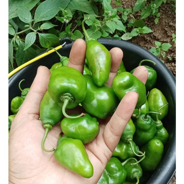 

Cabe Gendot Segar Dadakan Petani 1 Kg