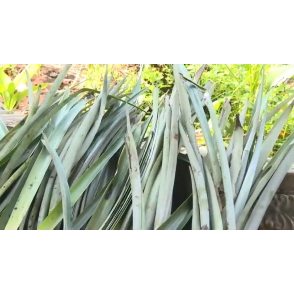 

DAUN NANAS SEGAR FRESH BARU PETIK