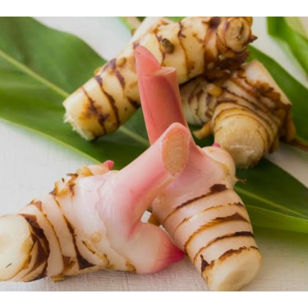 

[ANS] Lengkuas merah/ Laja merah fresh