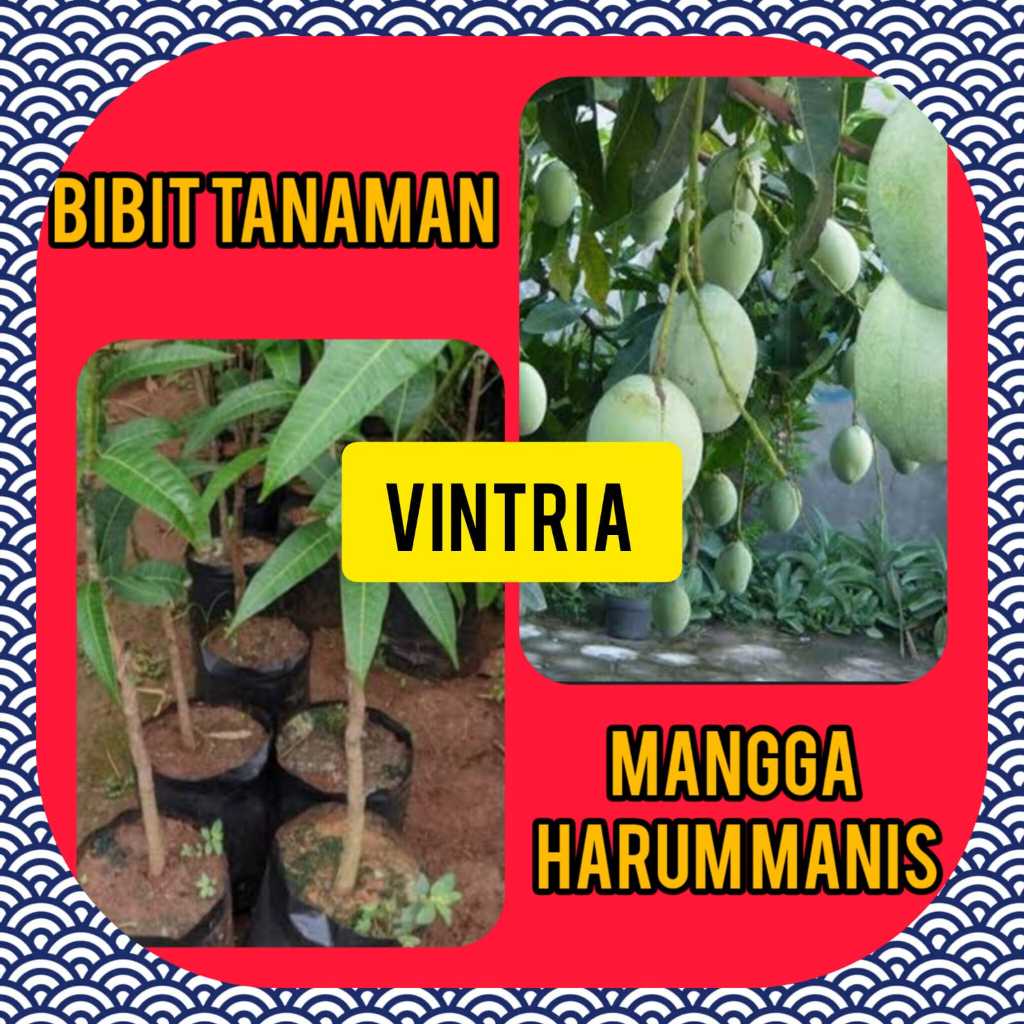 Bibit Mangga Harum Manis Okulasi