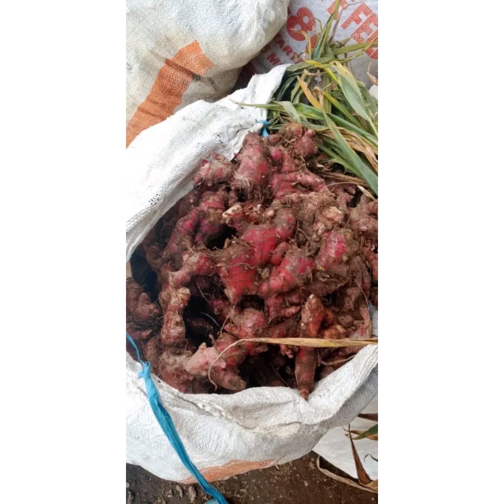 

jahe merah 5.kg segar asli