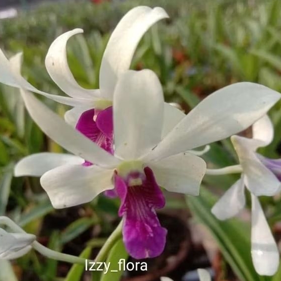 Anggrek Dendrobium Uthai white Dewasa  spike/knop Realpict