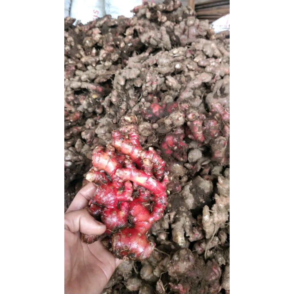 

jahe merah segar asli/bersih 400gram