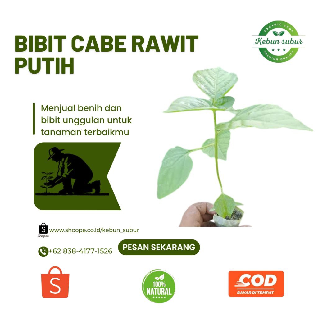 KEBUN_SUBUR - Bibit Cabe Rawit Putih Siap Tanam