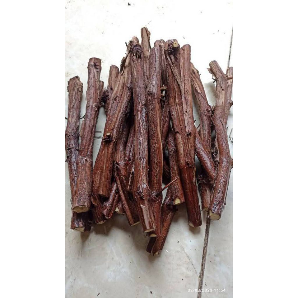 Cutting tua Anggur import Bahan Bibit ownroot