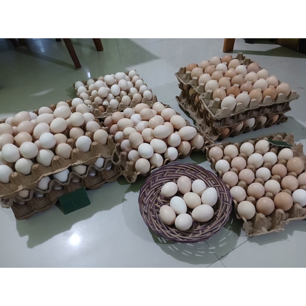 Telur tetas/fertil KUB