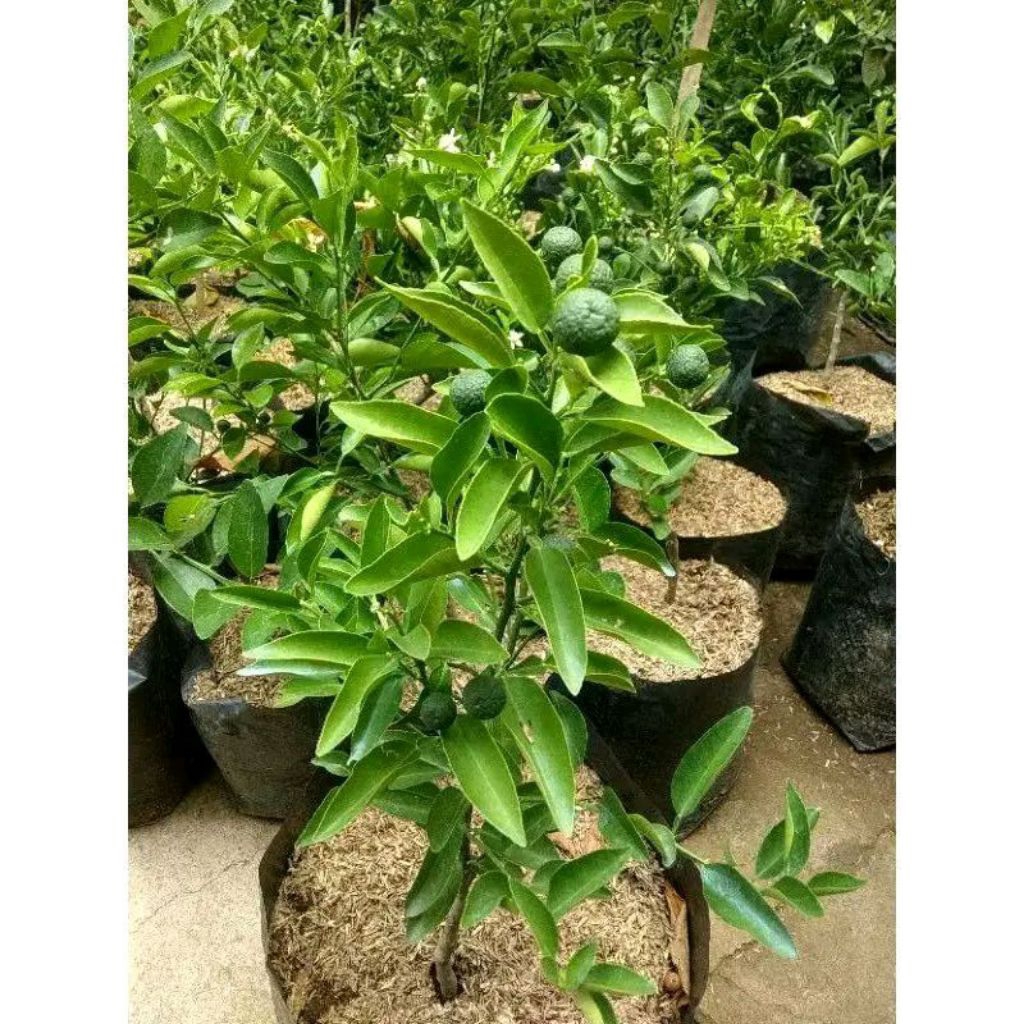 Tanaman Bibit Pohon Jeruk Limau / Pohon Jeruk Limau