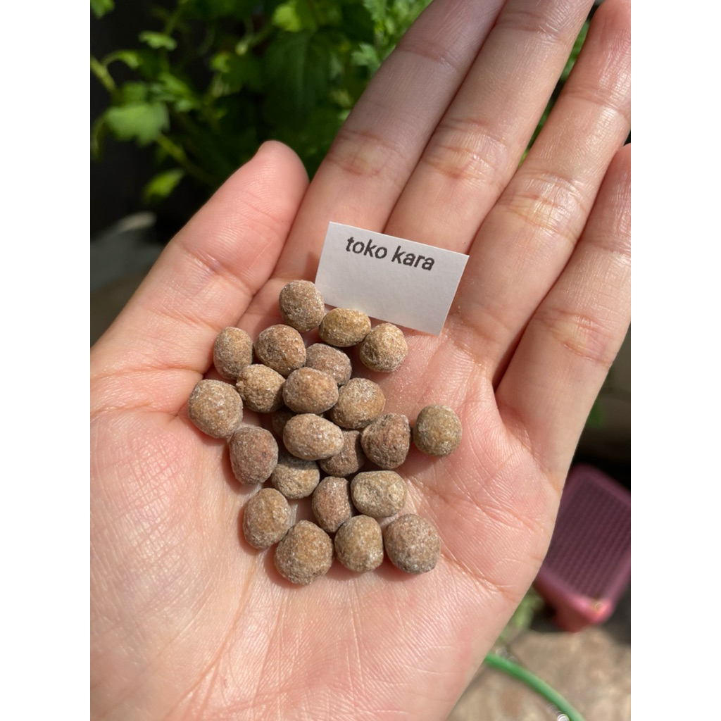 SEED PERAPAT GURVI SEED BY YURA ORIGINAL