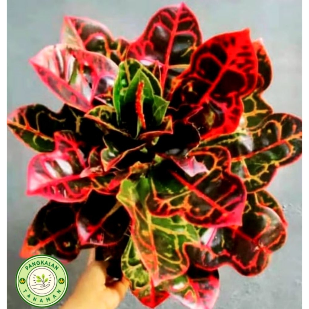 Tanaman Hias Puring Kura-Kura - Tanaman Hidup TERLARIS