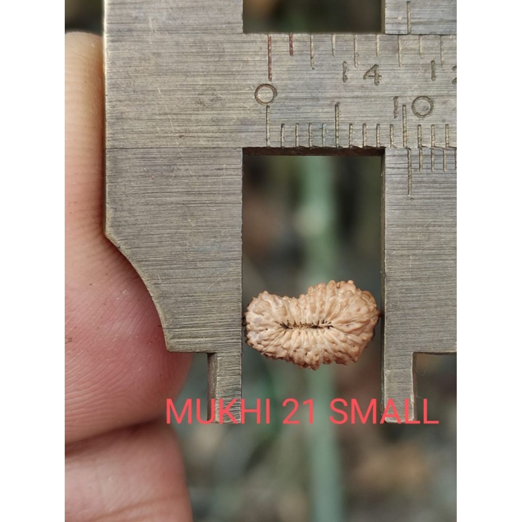 RUDRAKSHA MUKHI 21 SMALL SIZE LONG 10 MM LOOK AT THE PICTURE PLEASE