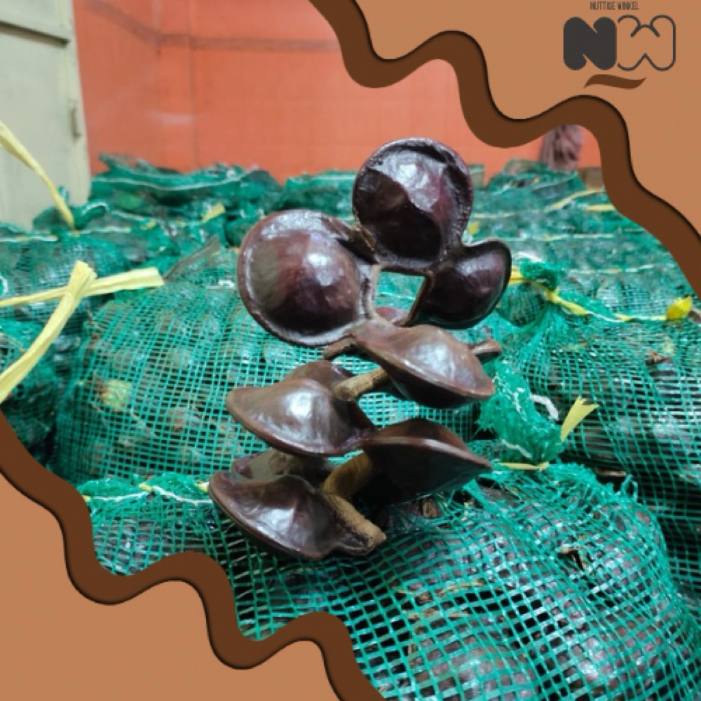 

JENGKOL TUA MENTAH Belum dikupas - SUPER