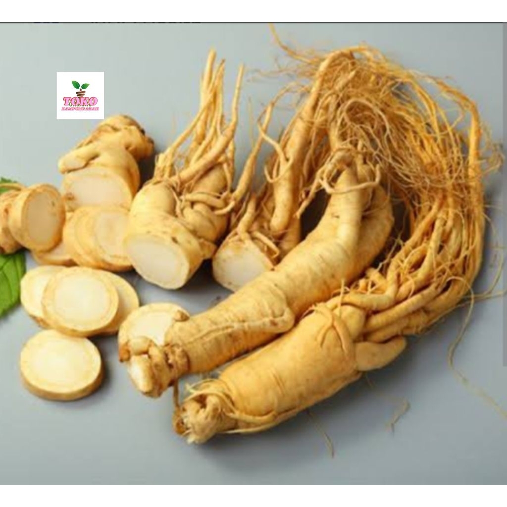 

akar gingseng segar frseh