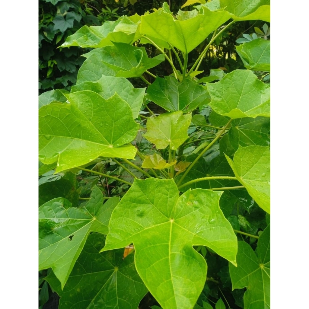 

Daun Jarak cino Segar 20 Lembar/Helai