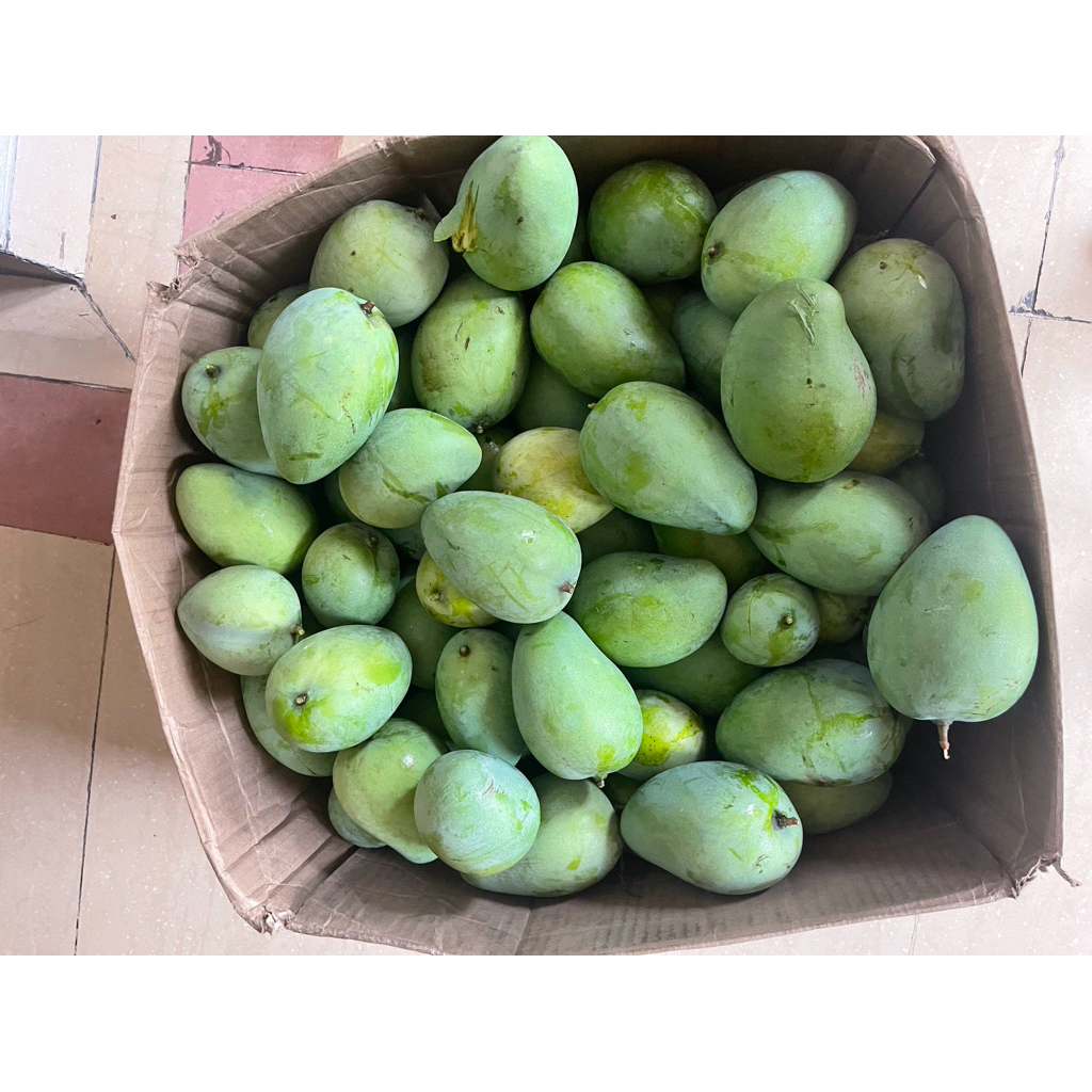 

Fresh Organic Mangoes Home Grown Harum Manis By The Kg