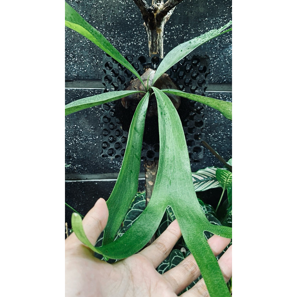 Platycerium Blue Vista