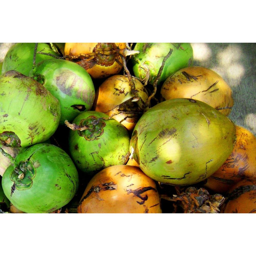 

Kelapa Muda 1pcs / Kelapa Muda Fresh 100% Seger