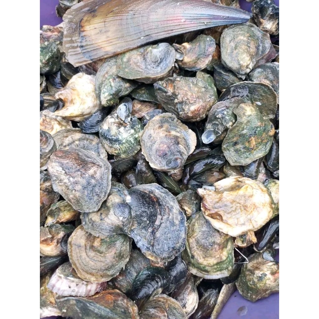 

Tiram/Oyster Fresh 1kg
