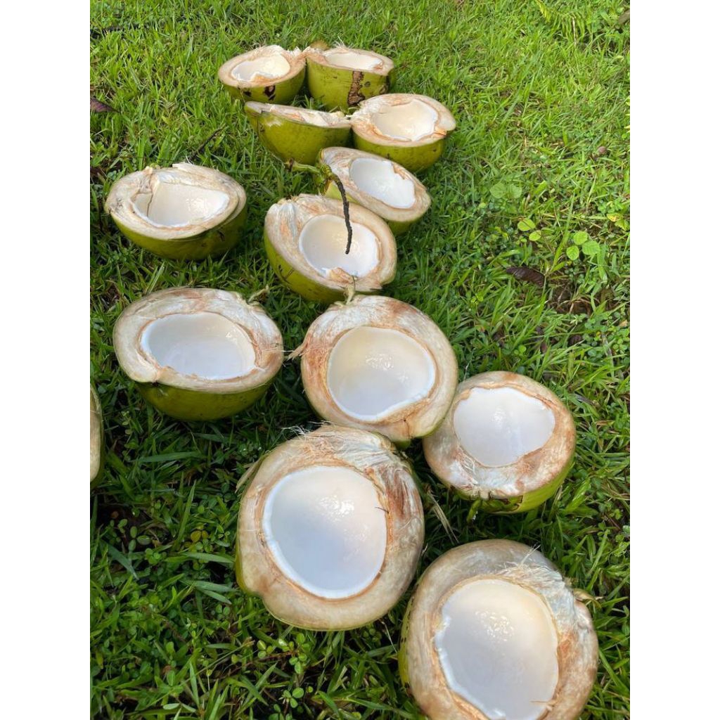 

Kelapa Muda Fresh per buah