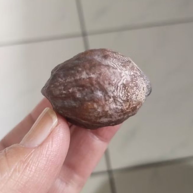 Kemiri Adu Muncang Adu Jalim Si Hulk Ori Batujajar