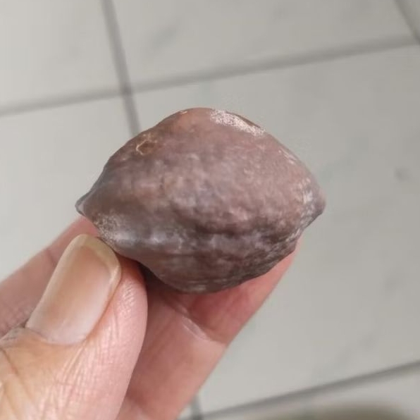 Kemiri Adu Muncang Adu Wadas Ori Full Tua