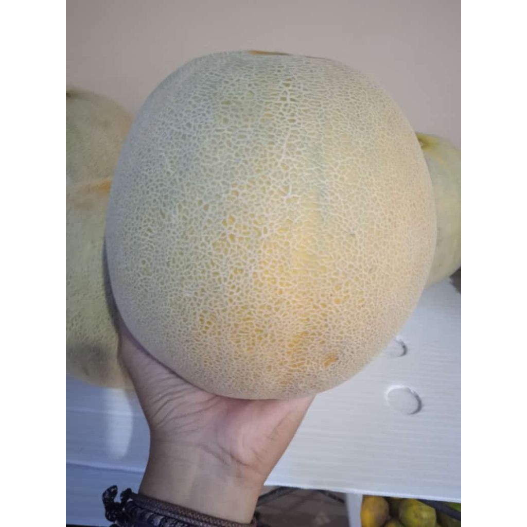 

MELON GRADE A