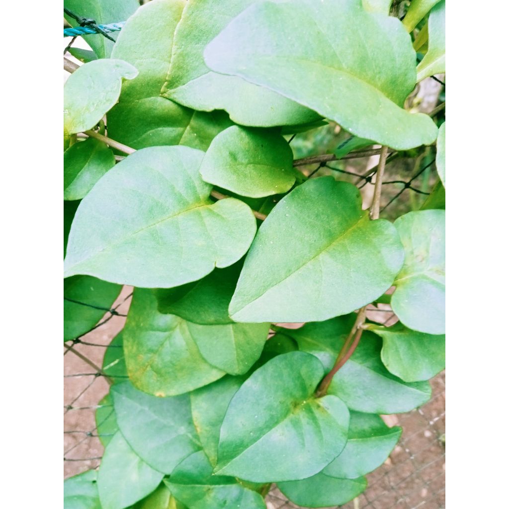 

Daun binahong hijau segar langsung petik