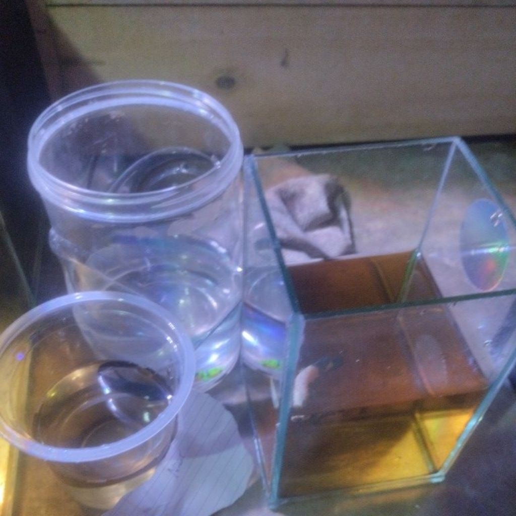 

panda,neon, blacking