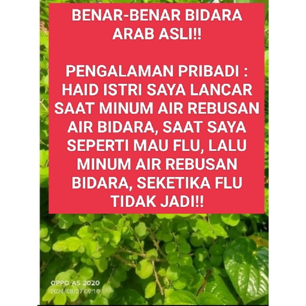 

daun bidara, daun bidara arab, daun assidr, daun bidara ruqyah, dipetik dengan rantingnya