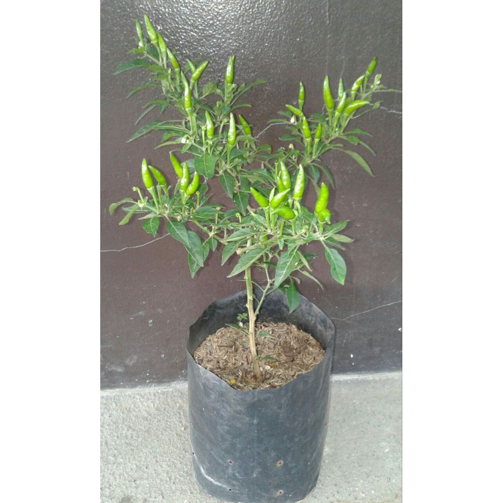 Tanaman Cabe Rawit Setan Bibit/bibit pohon cabai setan pedas Berbuah