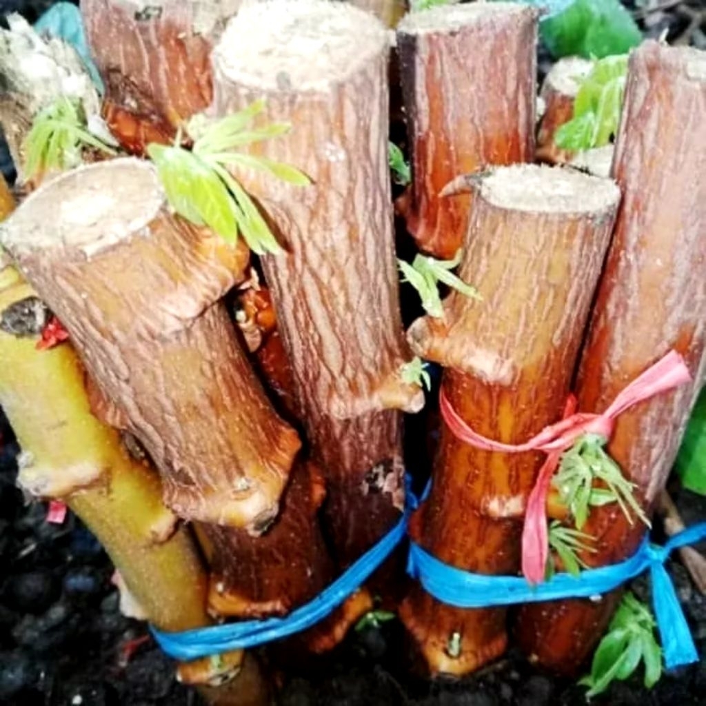 

PAKET BIBIT SINGKONG MENTEGA 100/50/20/10 ( STEK BATANG kurleb 20cm)