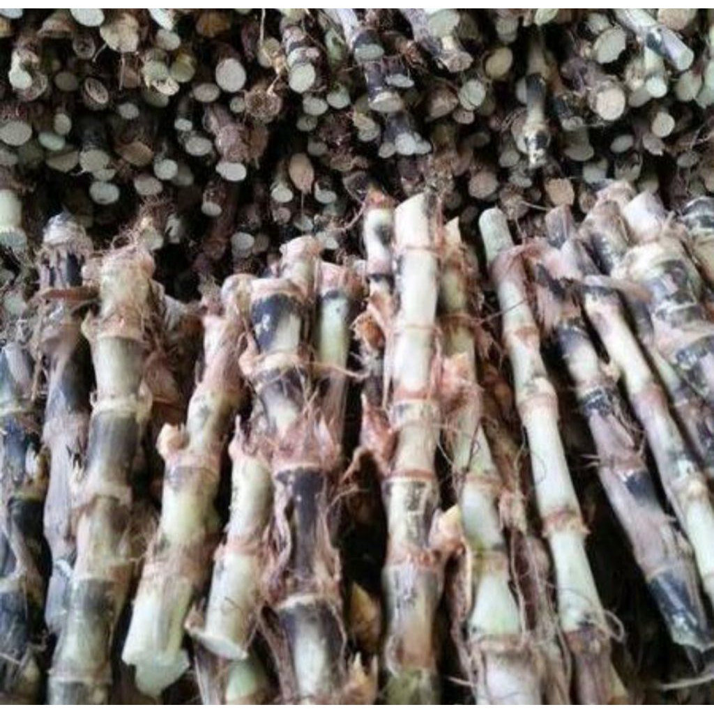 bibit rumput odot pakan kambing 1kg